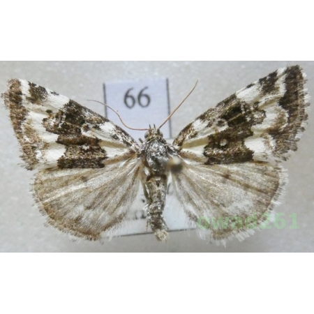 Deltote deceptoria (Scopoli, 1763) Czech66